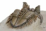 Amazing, Tower Eyed Erbenochile Trilobite - Morocco #251165-3